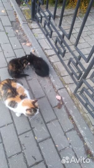 Котята в добрые руки