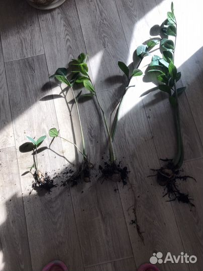 Замиокулькас