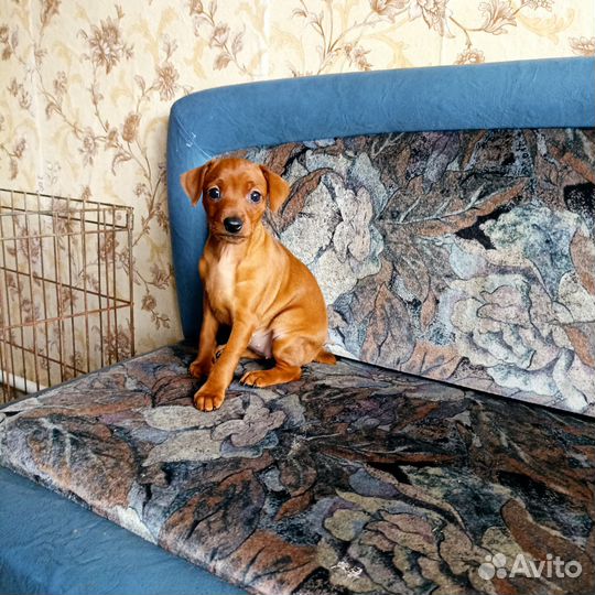 Цвергпинчер