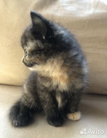 Котята в любящие руки бесплатно