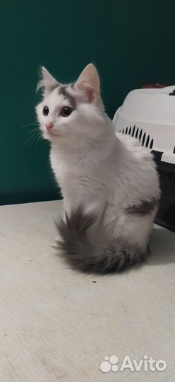 Котенок мальчик