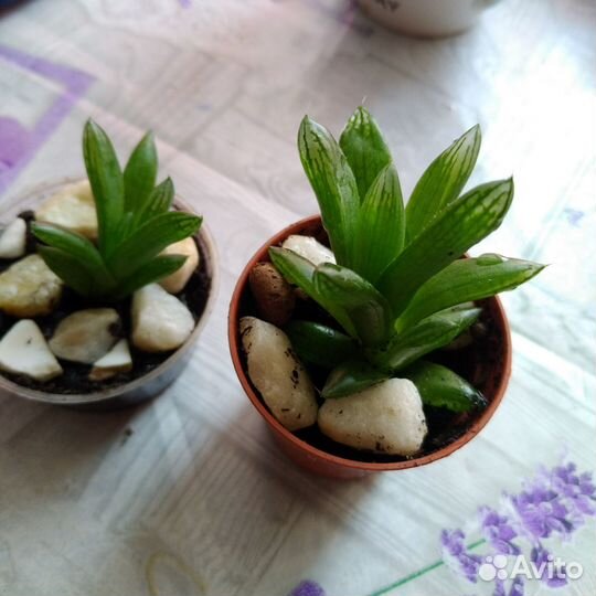 Суккулент Хавортия ладьевидная