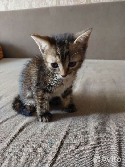 Котёнок в дар бесплатно