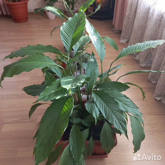 Спатифиллум