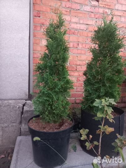 Туя смарагд, колумна