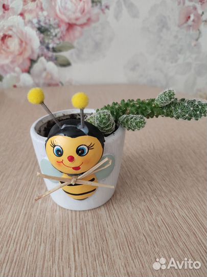 Кактус