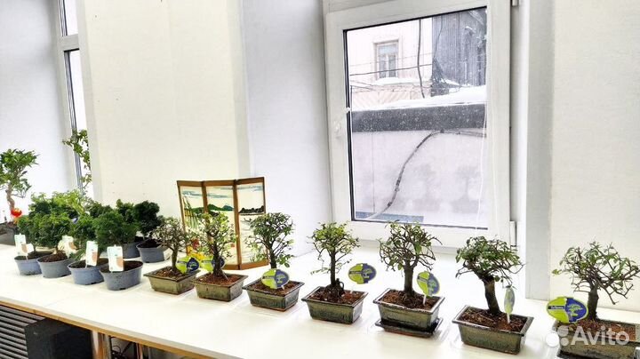 Бонсай огромный выбор