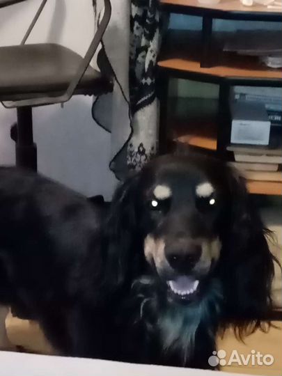 Коккер спаниель вязка