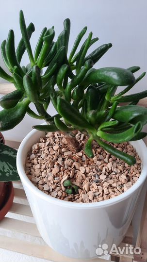 Толстянка крассула хоббит