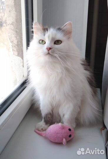 Кошка Стася