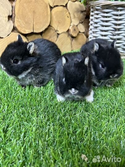 Карликовые декоративные мини домашние кролики