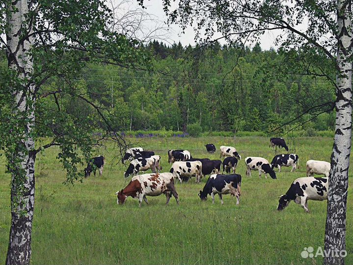 Коровы дойные молочные