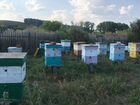 Продается пасека пчёлы