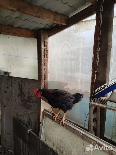 Молодые петухи