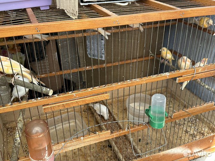 Кенара и канарейки