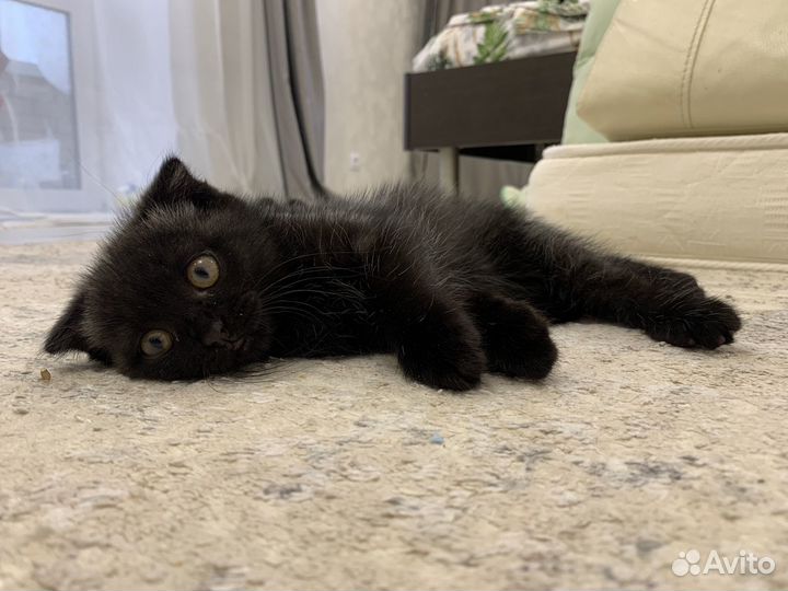 Шотландская кошечка