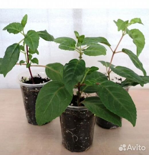 Фуксия комнатный цветок