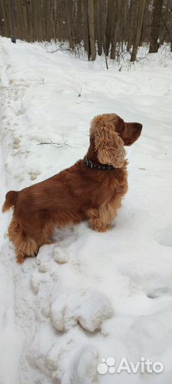 Вязка собак