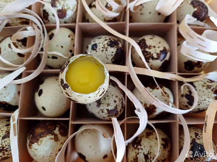 Яйца перепелиные домашние