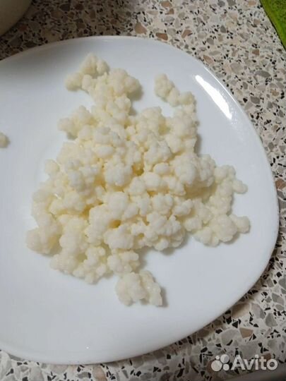 Кефирный тибетский молочный гриб