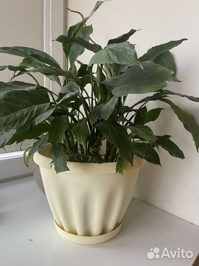 Спатифиллум