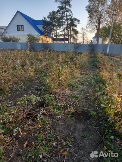 Саженцы ремонтантной малины