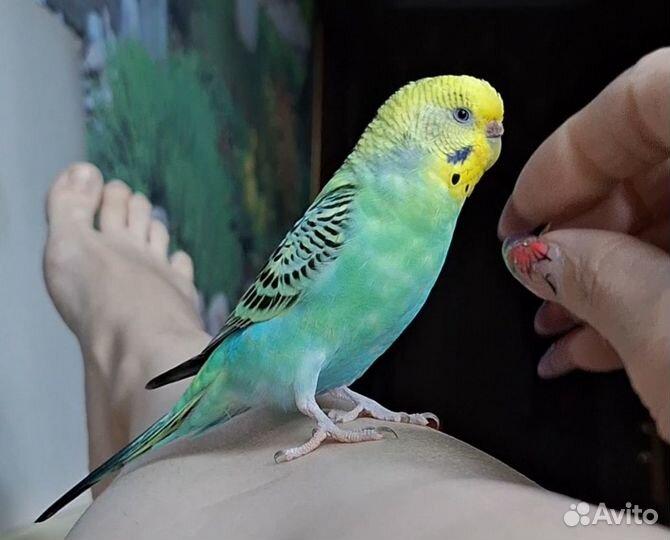 Волнистый попугай самка желает познакомиться