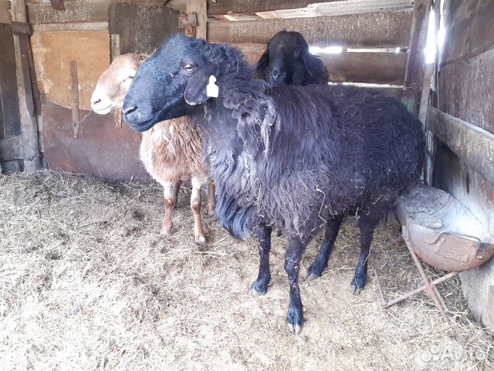 Бараны на племя