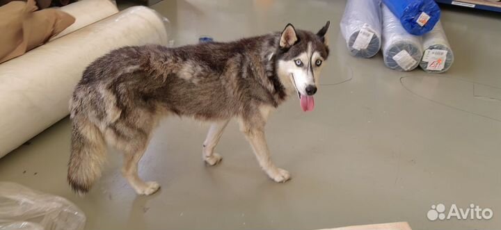 Сибирский хаски в добрые руки