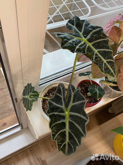 Алоказия полли