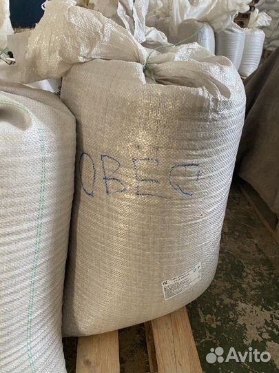 Зерно пшеница ячмень овес