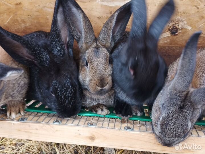 Кролики мясных пород