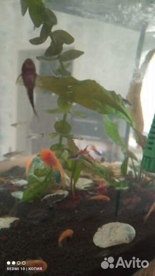 Аквариумные рыбки, креветки, растения