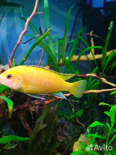 Лабидохромис еллоу