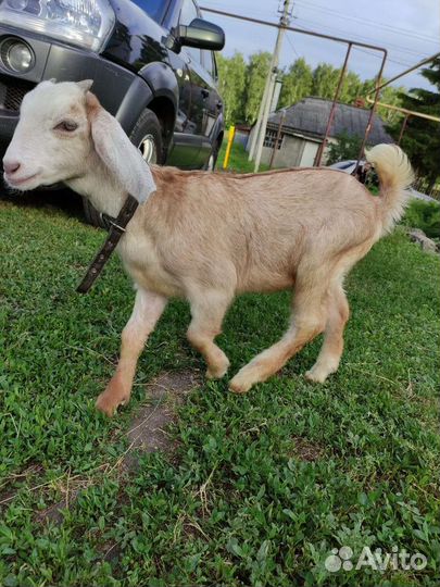 Козлята нубийские