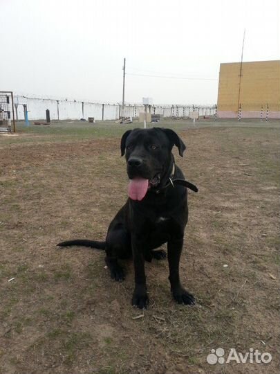 Кинолог. Зоопсихолог. Дрессировка и воспитание