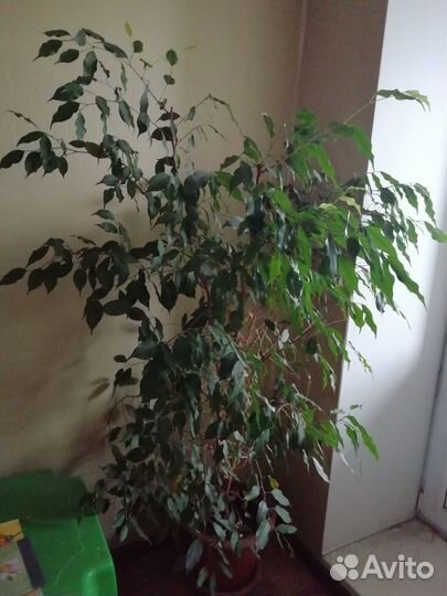 Продаю фикус