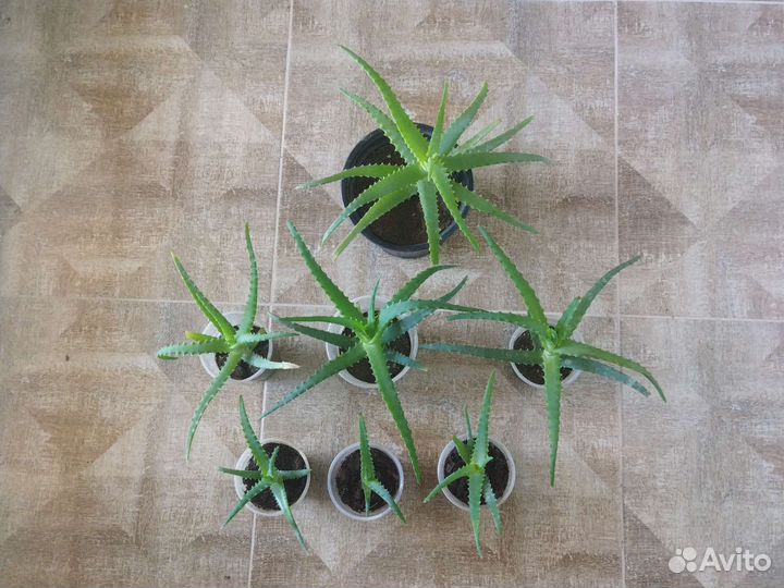 Алоэ столетник лечебный