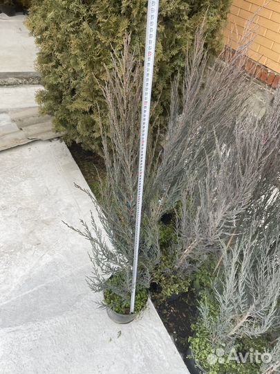 Можжевельник