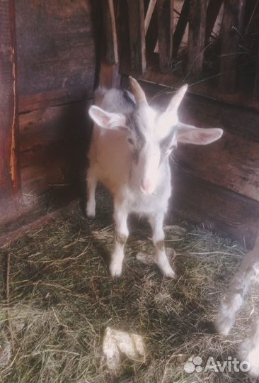 Продам козла