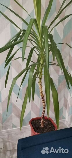 Драцена, фикус