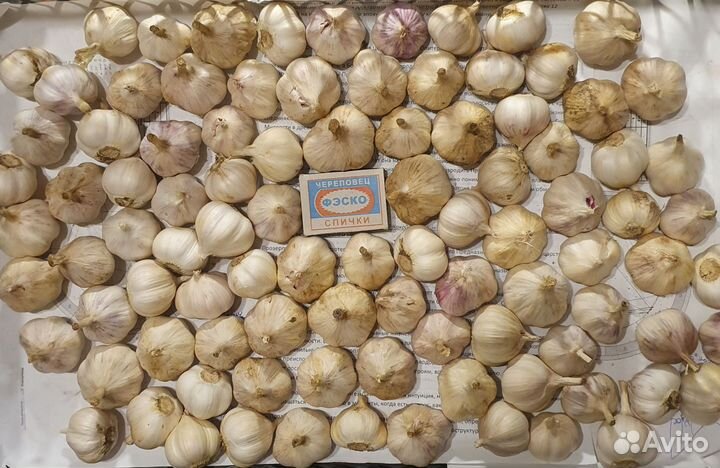 Чеснок яровой