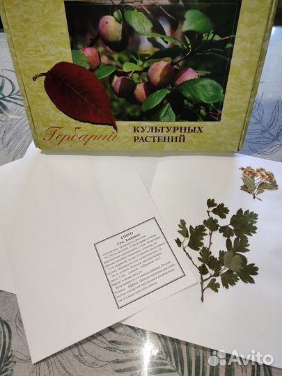 Мой гербарий