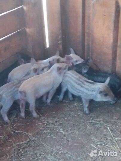 Поросята Мангалица