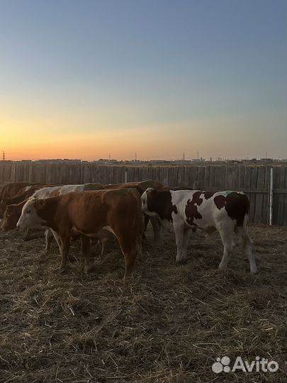 Бычки на откорм 16 голов
