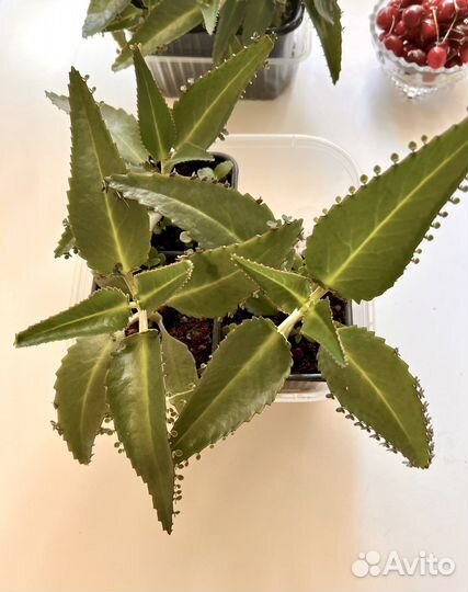 Каланхоэ лечебное