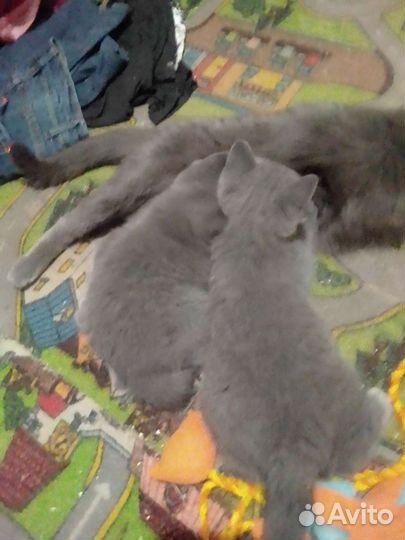 Британские котята