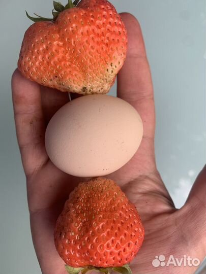 Финская розовая(годовалые кусты)