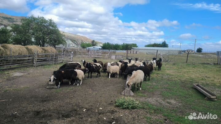 Продаются бараны