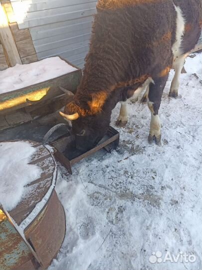 Корова телка нетель